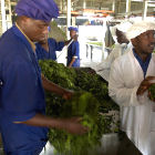 Uganda tea workers